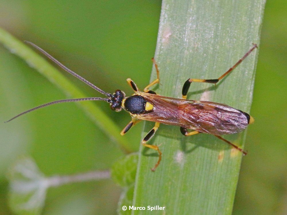 Ichneumonidae: Diphyus gradatorius